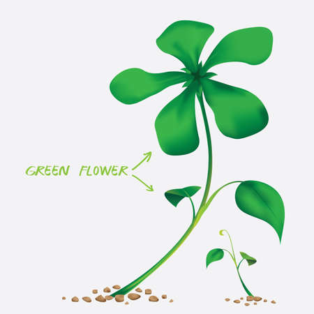 vector of green flower on whiteのイラスト素材
