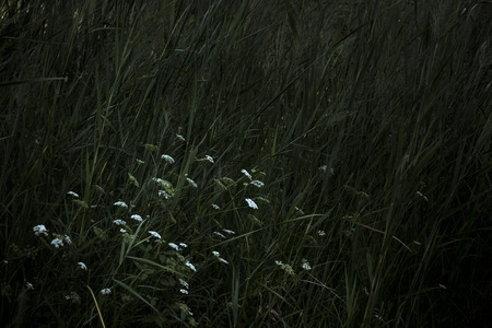 Flowers in a fieldの写真素材