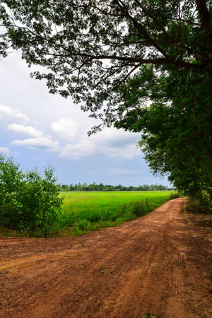 Dirt Street nearby the Rice Cornfield, Phichit, Thailandの写真素材