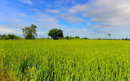 Rice Field at the Countryside, Rural of Thailand, Phichitの写真素材