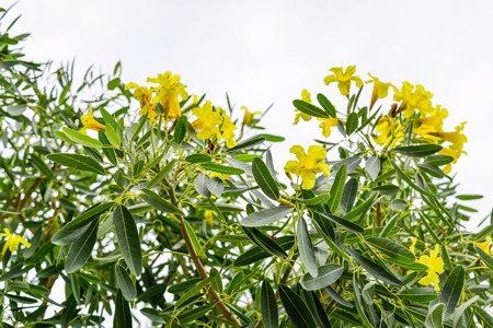 Tabebuia chrysantha Nichols Golden Tree, Yellow Flower on the Tree, Thailandの写真素材