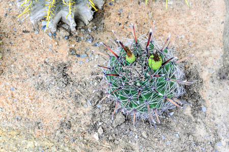 cactus in desert, cactus tropical of botanicalの写真素材