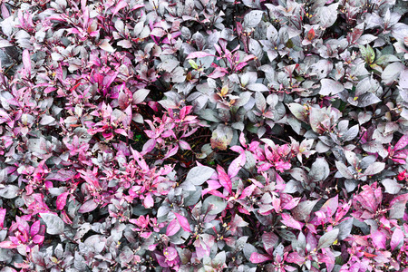purple leaf texture background, in the gardenの写真素材