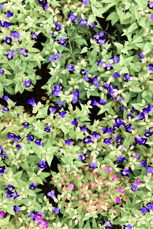 Blue flower, Butterfly pea - Clitoria ternatea L., with green leaf backgroundの写真素材