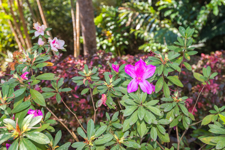 Pink Oleander (Rose Bay) on branch in the gardenの写真素材