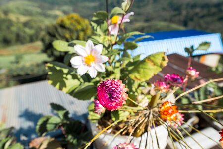 Pink and colorful flowers in a vase in front of forest viewの写真素材