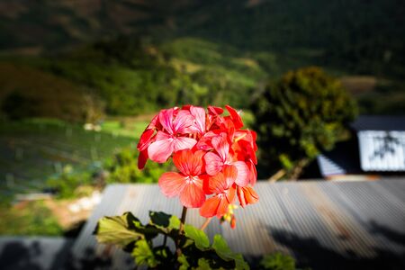 Red and orange pollen flower on bouquet alive with plantの写真素材