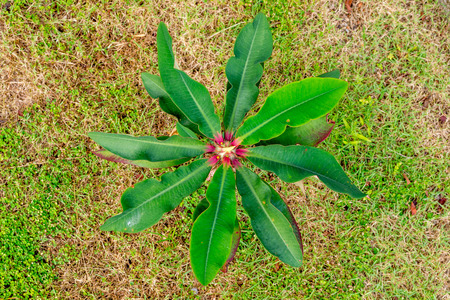 Crown of thorns, Christ Thorn for top view like the sun in a gardenの写真素材