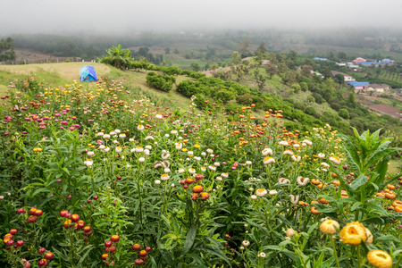 Flower Meadow on the mountain with tent camping place, Traveling in Thailandの写真素材