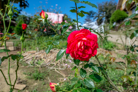 Red Flower in the garden with leaf for decoration, Thailand gardenの写真素材