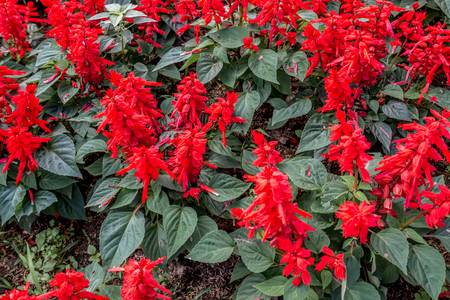 Red Flower in the garden with leaf for decoration, Thailand gardenの写真素材
