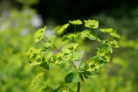 green flower in the garden
