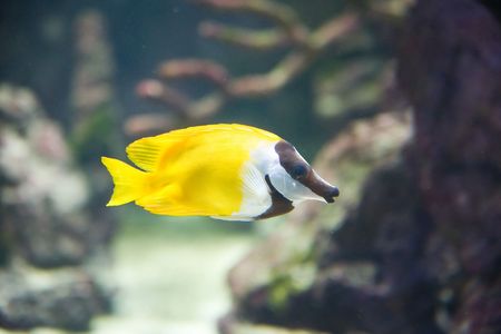 tropical fish - picture taken in Poznan zooの写真素材