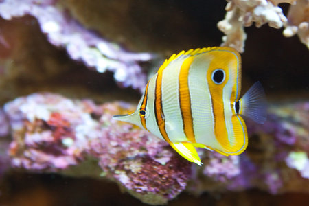 tropical fish - photo taken from oceanariumの写真素材