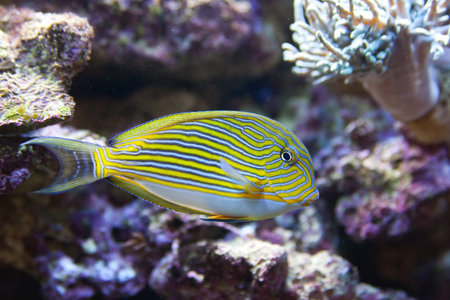 tropical fish - photo taken from oceanariumの写真素材