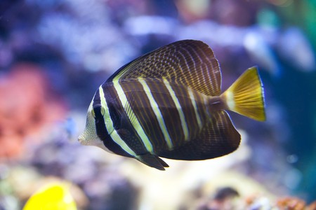 tropical fish - photo taken from oceanariumの写真素材