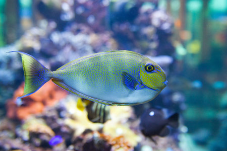 tropical fish - photo taken from oceanariumの写真素材