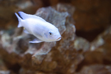 tropical fish - photo taken from oceanarium