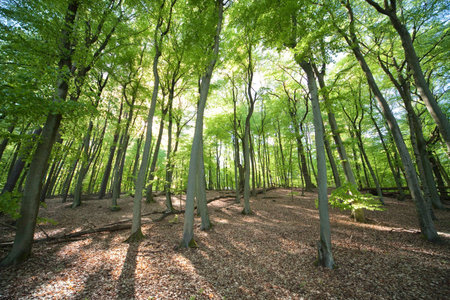 forest path - photo taken by ultra wide angle at 12mmの写真素材