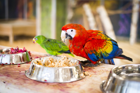 Ara parrot at zoo