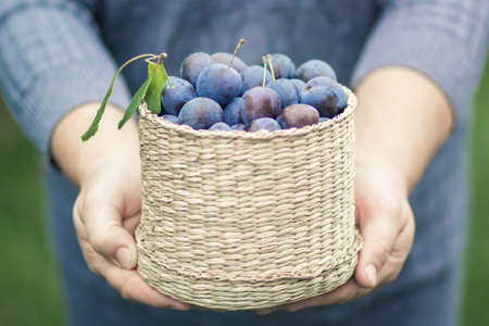 Organic vegetables. The farmer is holding a ripe plum in his hands.の写真素材
