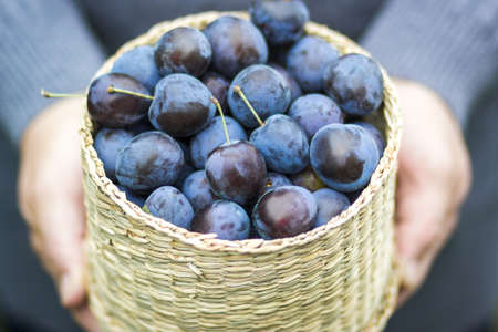 Organic vegetables. The farmer is holding a ripe plum in his hands.の写真素材