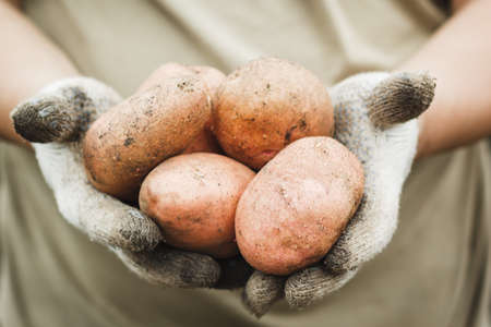 Organic vegetables. The farmer in gloves gets freshly picked vegetables. Fresh potatoes. background image.の写真素材