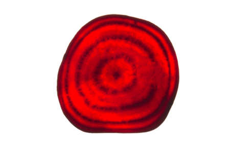Backlit of red beetroot round slices on white, pattern for textured background. Abstract art composition of fresh organic vegetablesの写真素材