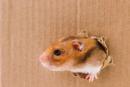 Hamster, crawls into the torn hole on the cardboard. animal.の写真素材