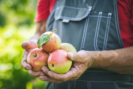 Organic vegetables. Fresh organic apples in the hands of farmers. Harvesting apples. The concept of...
