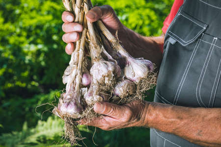 Organic vegetables. Fresh organic garlic in the hands of farmers. Garlic harvest, autumn harvestの写真素材