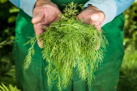 Organic vegetables. Fresh organic dill in the hands of farmers. Dill harvest, autumn harvest