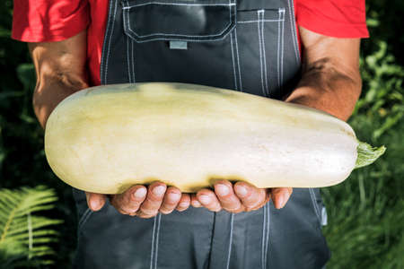 A man holding fresh seasonal green zucchini. Gardening, farming and natural foodの写真素材