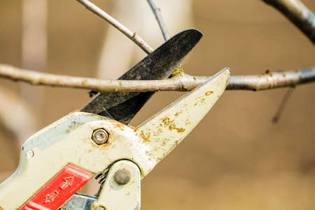 man in gloves cuts branches from a tree, caring for the garden