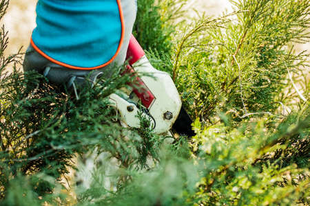 man in gloves cuts branches from a tree, caring for the gardenの写真素材