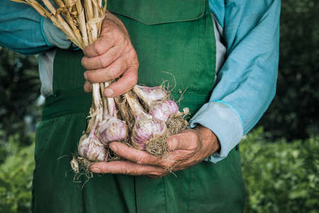 Organic vegetables. Fresh organic garlic in the hands of farmers. Garlic harvest, autumn harvestの写真素材