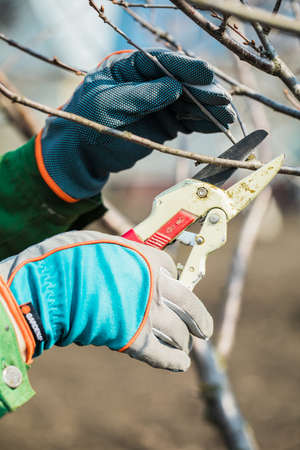 man in gloves cuts branches from a tree, caring for the gardenの写真素材