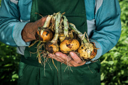 Organic vegetables. Fresh organic onions in the hands of farmers.の写真素材