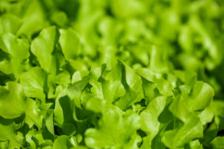 Salad salad leaf background. Fresh Batavia salad. Top view of the whole growth of lettuce on an...