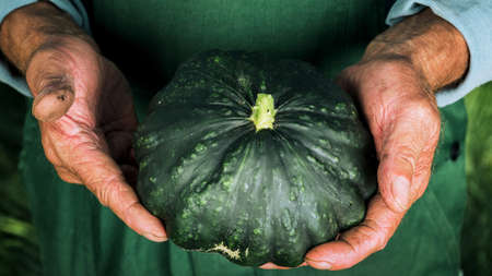 A man holding fresh seasonal green zucchini. Gardening, farming and natural food