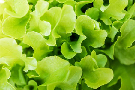 Salad salad leaf background. Fresh Batavia salad. Top view of the whole growth of lettuce on an organic farm. Young green salad. Raw vegetarian foodの写真素材
