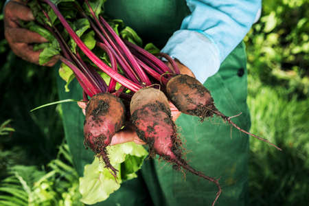 Farmer holding fresh beet. Vegetables harvest. Organic fresh harvested vegetablesの写真素材