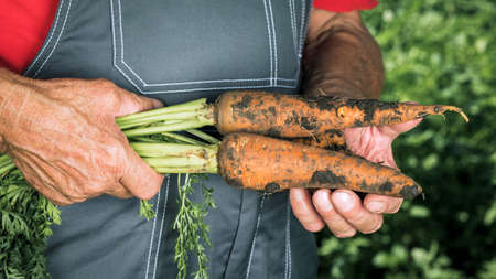 Organic vegetables. Fresh organic carrots in the hands of farmers. Harvesting carrots, autumn...