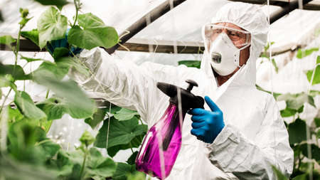 Worker sprays organic pesticides on plants.の写真素材