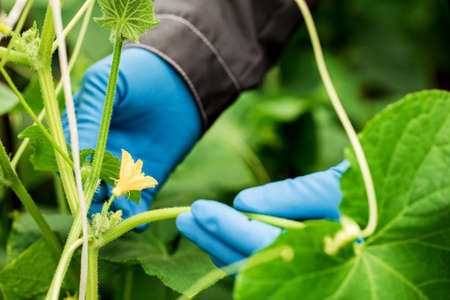 hands farmer or biologist in blue gloves, holding a cucumber