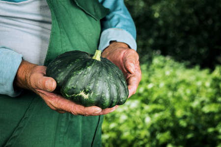 A man holding fresh seasonal green zucchini. Gardening, farming and natural foodの写真素材