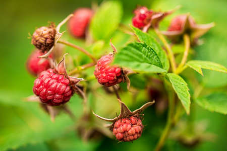 red raspberry berries hanging on the branches. raspberry plantation raspberry Bush with berry in the...