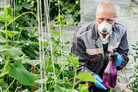 Worker sprays organic pesticides on plants.の写真素材