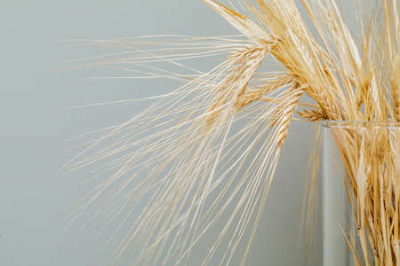 Golden ripe wheat in a glass vase, vintage background, copy space.の写真素材