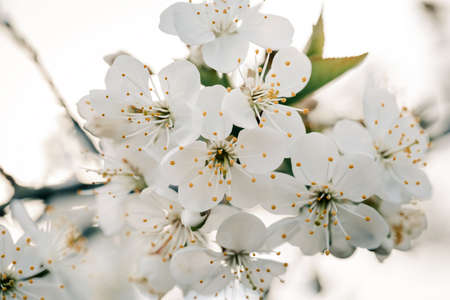 Spring blooming fruit tree. The background of the spring flowering.の写真素材